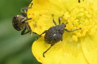 Mononychus punctumalbum