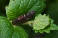 Athous haemorrhoidalis