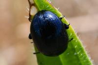 Chrysolina haemoptera