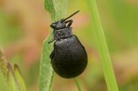 Galeruca tanaceti