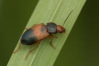 Diachromus germanus