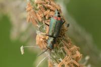 Malachius bipustulatus