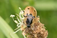 Dendroxena quadrimaculata