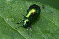 Gastrophysa viridula