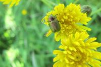 Cryptocephalus