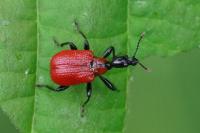 Apoderus coryli