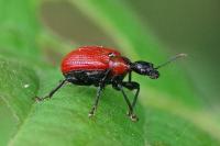 Apoderus coryli