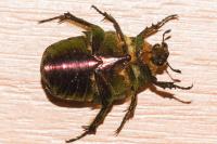 Cetonia aurata