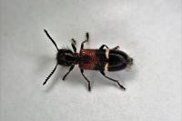 Tilloidea unifasciata