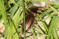 Carabus auratus
