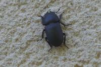 Dorcus parallelipipedus