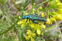 Oedemera nobilis