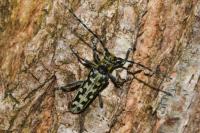 Saperda scalaris