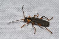 Cantharis nigricans