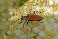 Anastrangalia dubia