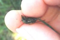 Onthophagus vacca