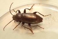 Stenomax aeneus