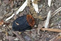 Oiceoptoma thoracicum