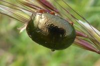 Chrysolina bankii