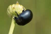 Chrysolina fuliginosa