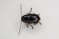 Cryptocephalus moraei