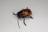 Cryptocephalus bipunctatus