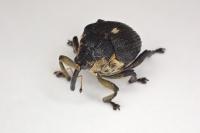 Mononychus punctumalbum