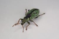 Phyllobius betulinus