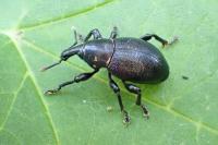 Liparus coronatus