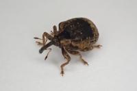 Stereonychus fraxini