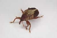 Lignyodes enucleator