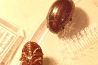 Chrysolina cerealis