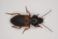 Gynandromorphus etruscus