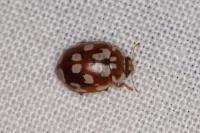 Myrrha octodecimguttata