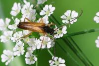 Alosterna tabacicolor