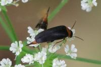 Mordellochroa abdominalis