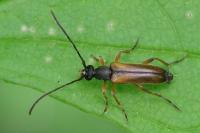 Alosterna tabacicolor