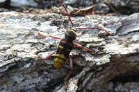 Plagionotus detritus