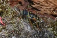 Plagionotus arcuatus