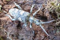 Rhagium sycophanta
