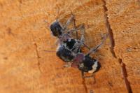 Clerus mutillarius