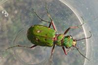 Cicindela campestris