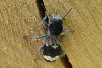 Clerus mutillarius
