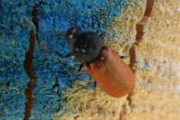 Bostrichus capucinus