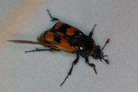 Nicrophorus vespillo