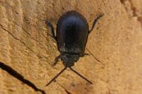 Galeruca tanaceti