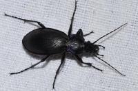 Carabus violaceus