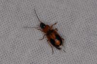 Badister bullatus
