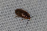 Microcara testacea