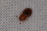 Epuraea